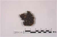 藏品(卷葉苔屬)的圖片